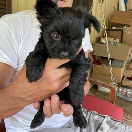 Boy 1 - Yorkshire Terrier puppy in Fairview, North Carolina from M & M Yorkies