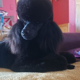 Biewer Terrier and Poodle Puppies from Dakota Ice Ice Baby Poodles