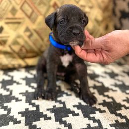 Boy 2 - Black brindle male Cane Corso puppy in Granbury, Texas from Revolutions Kennel