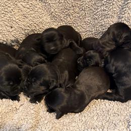 Boy 2 - Black male Giant Schnauzer puppy in Bois D’arc, Missouri from Down Low Kennels