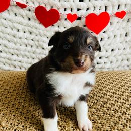 Rosie - Red tri-color female Australian Shepherd puppy in Zwingle, Iowa from Homestead Aussies & Doodles