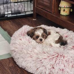 Shih Tzu Puppies from Grandma Ts Precious Puppies