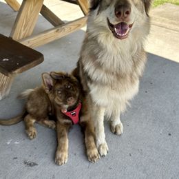 German Shepherd Puppies from Anzhela Krieg