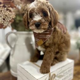 Cavapoo Puppies from Mustard Seed Cava Co.