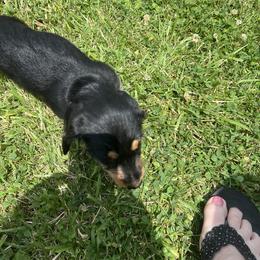 Dachshund Puppies from Pams Puppies