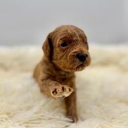 Muffin - Red female Cavapoo puppy in La Vernia, Texas from Texas Teddy Bears