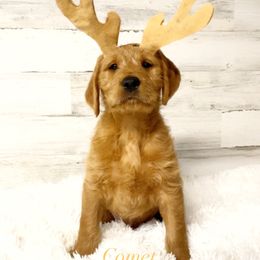 Goldendoodle, Labradoodle, Labrador Retriever, and Poodle Puppies from Katie K9