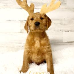 Goldendoodle, Labradoodle, Labrador Retriever, and Poodle Puppies from Katie K9