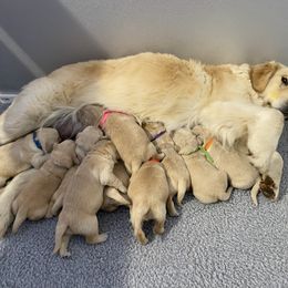 Golden Retriever Puppies from Grizzly Kennels