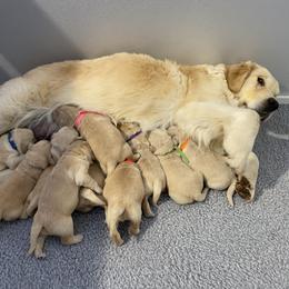Golden Retriever Puppies from Grizzly Kennels