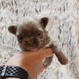Lilac white markings - Chocolate blue female Chihuahua puppy in Richmond, Virginia from Breens