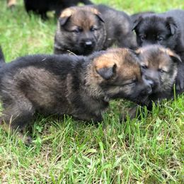German Shepherd Puppies from Off The Hook Kennels