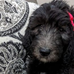 Lady bird - Black and white Sheepadoodle puppy in Cleburne, Texas from DoodlesOjoy