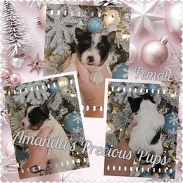 Girl 1 - Parti female Yorkshire Terrier puppy in Wartburg, Tennessee from Amanda's Precious Pups