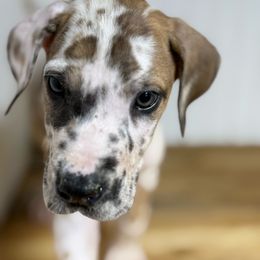 Brantley - Harlequin male Great Dane puppy in Hutchinson, Kansas from Dappled Danes