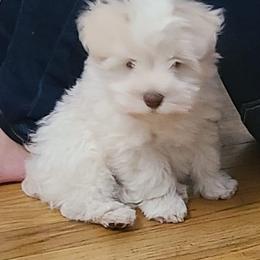Miniature Schnauzer Puppies from A.R Miniature Schnauzers