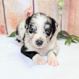 Dolly (Pink collar) - Blue merle female Australian Shepherd puppy in Coulee City, Washington from Mr and Mrs Doodle Farm
