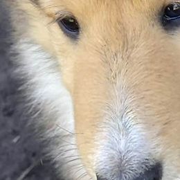 Brigeta - Collie puppy from Three Collie Farm