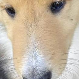 Brigeta - Collie puppy from Three Collie Farm