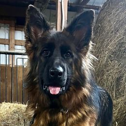 Bindi Blu - German Shepherd