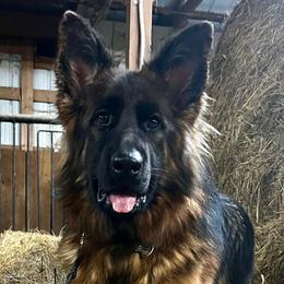 Bindi Blu - German Shepherd