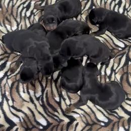 Boy 4 - Black and rust male Doberman Pinscher puppy in Centralia, Missouri from TopSpots Farm
