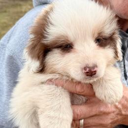 Larry - Red merle male Australian Shepherd puppy in Grove, Oklahoma from Dollface Aussies