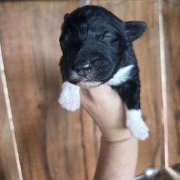 Male 2 - Black tri-color male Aussiedoodle puppy in Mouth Of Wilson, Virginia from Holly Ridge Aussies, Aussiedoodles & Corgis