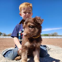 Belle - Isabella female German Shepherd puppy in Los Lunas, New Mexico from Mali's German Shepherds LLC