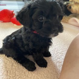 Yorkipoo Puppies from Bossman Yorkipoos