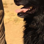 Flat-Coated Retrievers from Beachrunner Flatcoats