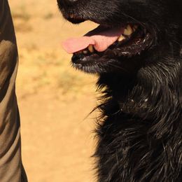 Flat-Coated Retrievers from Beachrunner Flatcoats