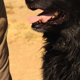 Flat-Coated Retrievers from Beachrunner Flatcoats