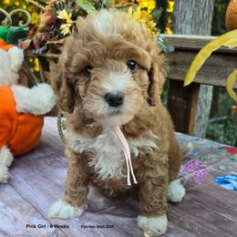Pink Girl - Red  female Goldendoodle puppy in Coppell, Texas from Bethel Stream Goldendoodles