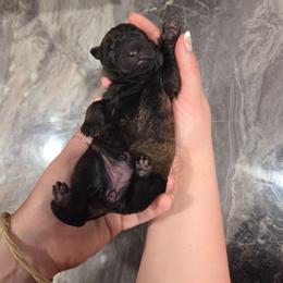 Amata (purple) - Black brindle female Dutch Shepherd puppy in Signal Mountain, Tennessee from Torgun Police Dogs