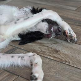 Willow - White female Borzoi puppy in Leon, Kansas from Kaos Kennel
