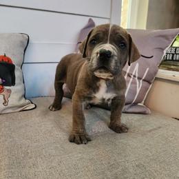 Blueberry- Orange Collar - Boerboel puppy in Royse City, Texas from Leontix Boerboels