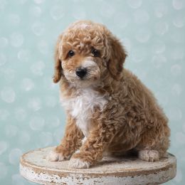 Lime - Apricot Poodle puppy in Tompkinsville, Kentucky from Dog E Stylz Breeding