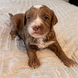 Hutson - Red  male Goldendoodle puppy in Sallisaw, Oklahoma from Huddle Puppies