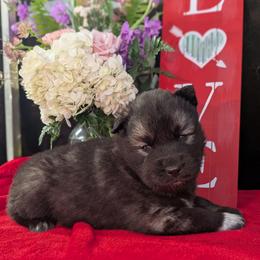 Oreo - Agouti and white male Siberian Husky puppy in Coshocton, Ohio from Wyant Farms