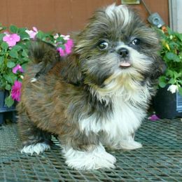 Tammy - Brindle and white female Shih Tzu puppy in Wild Rose, Wisconsin from Sorenson's Shih-tzus