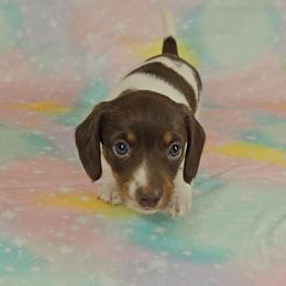 Dachshund Puppies from Newbern's Nuggets