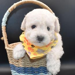 Jasper (AKC) - White male Poodle puppy in Rainbow City, Alabama from Misioh Poodles