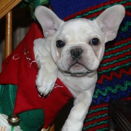 French Bulldog Puppies from BigStar French Bulldogs