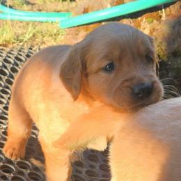 Fiona - Dark golden female Golden Retriever puppy in Portland, Oregon from Mount Hood Golden Retrievers
