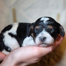 Michelangelo - Parti male Poodle puppy in Springfield, Oregon from Valaurah Farms
