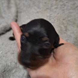 Moonshine - Black and tan female Dachshund puppy in Liberty, North Carolina from Heavenly Doxies