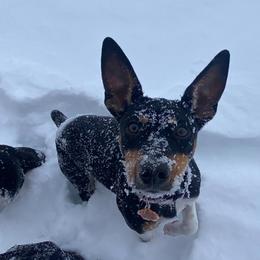 Rat Terrier Puppies from Hawthorne Terriers