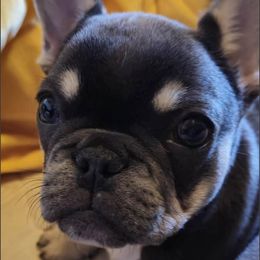 French Bulldogs from FLYING DD RANCH