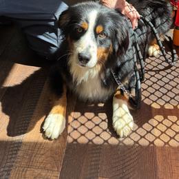 Bernard - Black tri male Miniature American Shepherd puppy in Jonesborough, Tennessee from Bouchard’s Best Shepherds